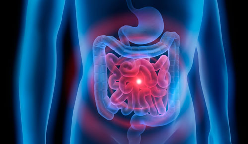 Digestion & Weight Loss 