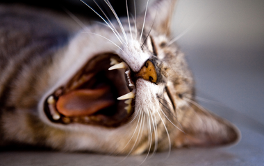 Yawning