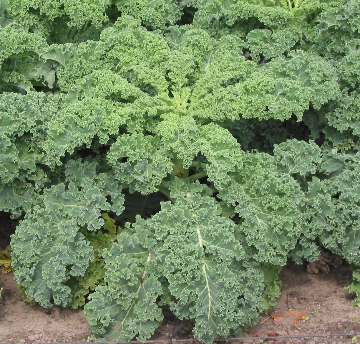 Is Kale Bad For You