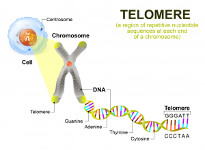 Lengthen Your Telemere