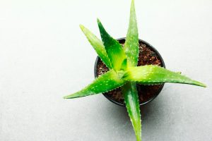 Aloe Vera For Health