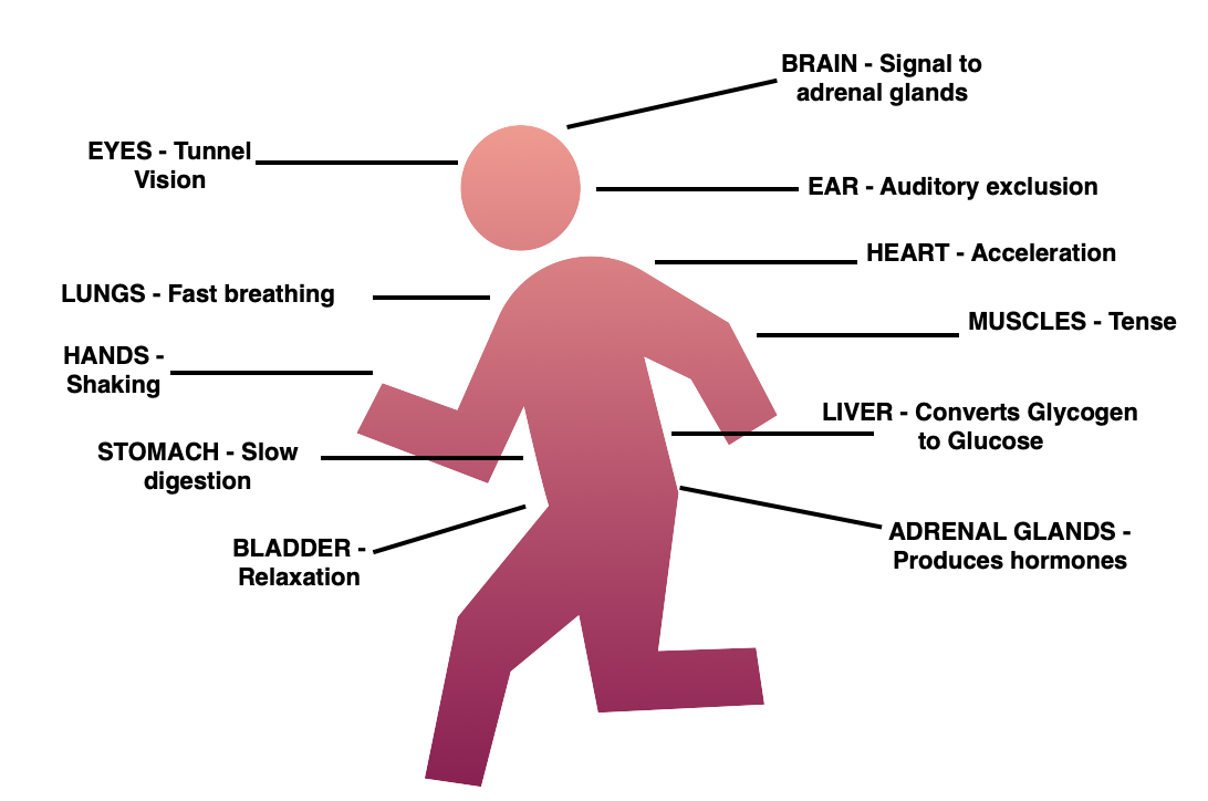 The Effects of Fight or Flight